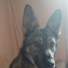 Подробнее об объявлении «Пропала собака кобель Зеленоград» Фото: пропала собака  «Пропала собака кобель Зеленоград» в г. Зеленоград