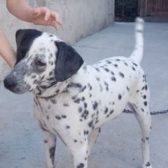 Подробнее об объявлении «Пропала собака Таганрог» Фото: пропала собака Далматин «Пропала собака Таганрог» в г. Таганрог