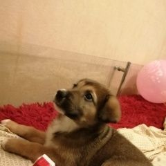 Подробнее об объявлении «Пропала собака девочка 1, 5 месяца Москва» Фото: пропала собака  «Пропала собака девочка 1, 5 месяца Москва» в г. Москва