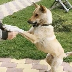 Подробнее об объявлении «Пропала собака кремового цвета, среднего размера Реутов» Фото: пропала собака  «Пропала собака кремового цвета, среднего...» в г. Реутов