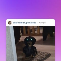 Подробнее об объявлении «Пропала собака собачка породы такса, зовут джес Москва» Фото: пропала собака  «Пропала собака собачка породы такса, зовут джес...» в г. Москва