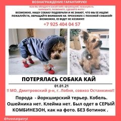 Подробнее об объявлении «Лобня Пропала собака кобель» Фото: пропала собака Йоркширский терьер «Лобня Пропала собака кобель» в г. Лобня