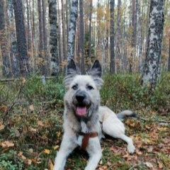 Подробнее об объявлении «Пропала собака Санкт-Петербург» Фото: пропала собака  «Пропала собака Санкт-Петербург» в г. Санкт-Петербург