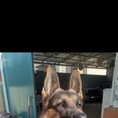Подробнее об объявлении «Анапа Пропала собака кобель пес. немецкая овчарка.» Фото: пропала собака Немецкая овчарка «Анапа Пропала собака кобель пес. немецкая овчарка.» в г. Анапа