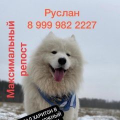 Подробнее об объявлении «Подольск Пропала собака кобель самоед» Фото: пропала собака  «Подольск Пропала собака кобель самоед» в г. Подольск