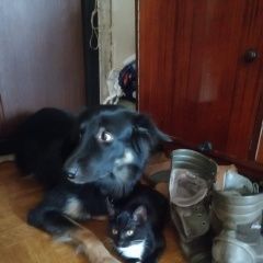 Подробнее об объявлении «Пропала собака Хабаровск» Фото: пропала собака  «Пропала собака Хабаровск» в г. Хабаровск