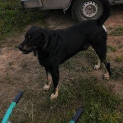 Подробнее об объявлении «Обнинск Пропала собака кобель» Фото: пропала собака Лабрадор ретривер «Обнинск Пропала собака кобель» в г. Обнинск