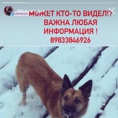 Подробнее об объявлении «Барнаул Пропала собака» Фото: пропала собака  «Барнаул Пропала собака» в г. Барнаул