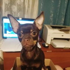 Подробнее об объявлении «Жуковский Пропала собака» Фото: пропала собака Той-терьер «Жуковский Пропала собака» в г. Жуковский