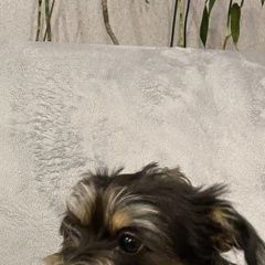 Подробнее об объявлении «Пропала собака помогите найти Хабаровск» Фото: пропала собака  «Пропала собака помогите найти Хабаровск» в г. Хабаровск