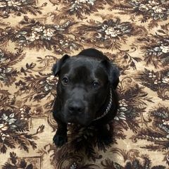 Подробнее об объявлении «Шахты Пропала собака кобель» Фото: пропала собака Кане-корсо «Шахты Пропала собака кобель» в г. Шахты