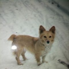 Подробнее об объявлении «Пропала собака Ульяновск» Фото: пропала собака  «Пропала собака Ульяновск» в г. Ульяновск