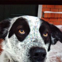 Подробнее об объявлении «Купавна Пропала собака» Фото: пропала собака  «Купавна Пропала собака» в г. Купавна