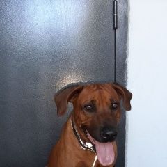 Подробнее об объявлении «Пропала собака Санкт-Петербург» Фото: пропала собака Родезийский риджбек «Пропала собака Санкт-Петербург» в г. Санкт-Петербург