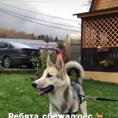 Подробнее об объявлении «Пропала собака кобель хаски (метис) Щелково» Фото: пропала собака Сибирская хаски «Пропала собака кобель хаски (метис) Щелково» в г. Щелково