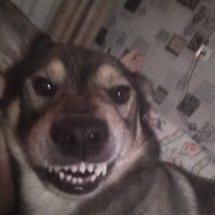 Подробнее об объявлении «Пропала собака кобель Санкт-Петербург» Фото: пропала собака Западно-сибирская лайка «Пропала собака кобель Санкт-Петербург» в г. Санкт-Петербург