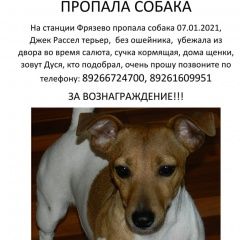 Подробнее об объявлении «Пропала собака джек рассел терьер Электросталь» Фото: пропала собака Джек рассел терьер «Пропала собака джек рассел терьер Электросталь» в г. Электросталь