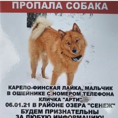 Подробнее об объявлении «Пропала собака кобель помогите найти   Солнечногорск» Фото: пропала собака  «Пропала собака кобель помогите найти...» в г. Солнечногорск