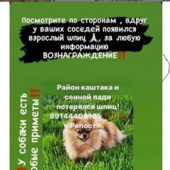Подробнее об объявлении «Чита Пропала собака» Фото: пропала собака Немецкий шпиц «Чита Пропала собака» в г. Чита