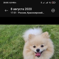 Подробнее об объявлении «Красноярск Пропала собака» Фото: пропала собака Померанский шпиц «Красноярск Пропала собака» в г. Красноярск
