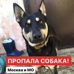Подробнее об объявлении «Пропала собака кобель Москва» Фото: пропала собака  «Пропала собака кобель Москва» в г. Москва