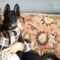Подробнее об объявлении «Пропала собака кобель.. Солнечногорск» Фото: пропала собака  «Пропала собака кобель.. Солнечногорск» в г. Солнечногорск