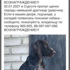 Подробнее об объявлении «Сургут Пропала собака» Фото: пропала собака Дратхаар «Сургут Пропала собака» в г. Сургут