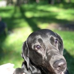 Подробнее об объявлении «Пропала собака Королев» Фото: пропала собака Лабрадор ретривер «Пропала собака Королев» в г. Королев