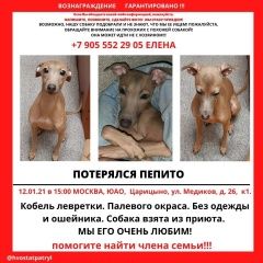Подробнее об объявлении «Пропала собака кобель левретки пепито Москва» Фото: пропала собака Левретка «Пропала собака кобель левретки пепито Москва» в г. Москва