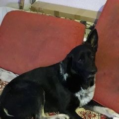 Подробнее об объявлении «Пропала собака кобель Новочеркасск» Фото: пропала собака  «Пропала собака кобель Новочеркасск» в г. Новочеркасск