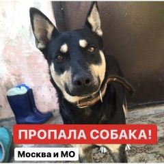 Подробнее об объявлении «Пропала собака кобель Москва» Фото: пропала собака  «Пропала собака кобель Москва» в г. Москва
