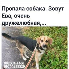 Подробнее об объявлении «Подольск Пропала собака» Фото: пропала собака  «Подольск Пропала собака» в г. Подольск