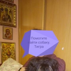 Подробнее об объявлении «Калининград (Кенигсберг) Пропала собака» Фото: пропала собака  «Калининград (Кенигсберг) Пропала собака» в г. Калининград (Кенигсберг)