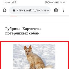 Подробнее об объявлении «Пропала собака помогите найти собаку Москва» Фото: пропала собака  «Пропала собака помогите найти собаку Москва» в г. Москва
