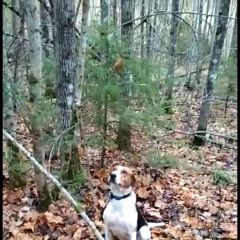 Подробнее об объявлении «Жиздра Пропала собака» Фото: пропала собака  «Жиздра Пропала собака» в г. Жиздра