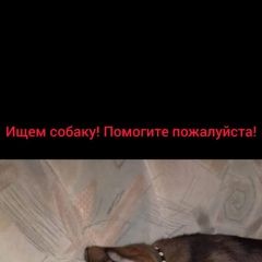 Подробнее об объявлении «Челябинск Пропала собака щенок-девочка» Фото: пропала собака  «Челябинск Пропала собака щенок-девочка» в г. Челябинск