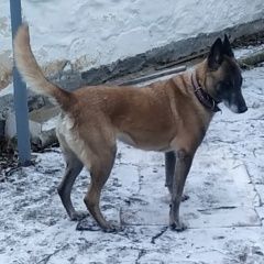 Подробнее об объявлении «Пропала собака бельгийская овчарка Матвеев Курган» Фото: пропала собака Бельгийская овчарка «Пропала собака бельгийская овчарка Матвеев Курган» в г. Матвеев Курган