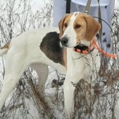 Подробнее об объявлении «Елатьма Пропала собака» Фото: пропала собака Гончая «Елатьма Пропала собака» в г. Елатьма