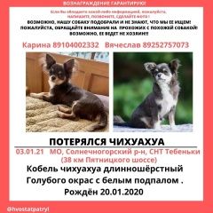 Подробнее об объявлении «Пропала собака кобель чихуахуа Зеленоград» Фото: пропала собака Чихуахуа «Пропала собака кобель чихуахуа Зеленоград» в г. Зеленоград