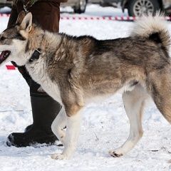 Подробнее об объявлении «Тюмень Пропала собака кобель убежал» Фото: пропала собака  «Тюмень Пропала собака кобель убежал» в г. Тюмень