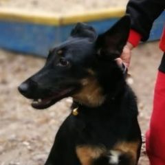 Подробнее об объявлении «Пропала собака алиса, Нижний Новгород» Фото: пропала собака  «Пропала собака алиса, Нижний Новгород» в г. Нижний Новгород