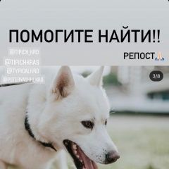 Подробнее об объявлении «Краснодар Пропала собака кобель» Фото: пропала собака Сибирская хаски «Краснодар Пропала собака кобель» в г. Краснодар