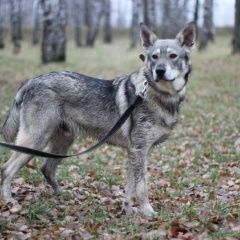 Подробнее об объявлении «Пропала собака кобель помогите вернуть питомца Москва» Фото: пропала собака  «Пропала собака кобель помогите вернуть питомца...» в г. Москва