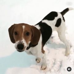 Подробнее об объявлении «Пропала собака эстонская гончая Москва» Фото: пропала собака Бигль «Пропала собака эстонская гончая Москва» в г. Москва