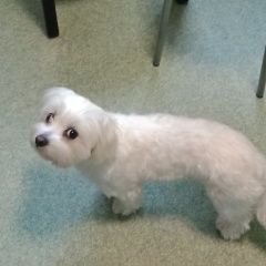 Подробнее об объявлении «Пропала собака очень напугана. без ошейника. Королёв (Юбилейный) (Московская обл.)» Фото: пропала собака Мальтийская болонка «Пропала собака очень напугана. без ошейника....» в г. Королёв (Юбилейный) (Московская обл.)