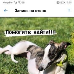 Подробнее об объявлении «Пропала собака помогите найти собаку Щелково» Фото: пропала собака Уиппет «Пропала собака помогите найти собаку Щелково» в г. Щелково