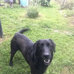 Подробнее об объявлении «Обнинск Пропала собака кобель» Фото: пропала собака Лабрадор ретривер «Обнинск Пропала собака кобель» в г. Обнинск