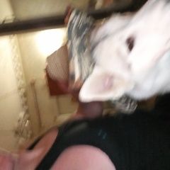 Подробнее об объявлении «Пропала собака ищем собаку серобелая хаски-лайка. Санкт-Петербург» Фото: пропала собака  «Пропала собака ищем собаку серобелая...» в г. Санкт-Петербург