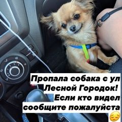 Подробнее об объявлении «Пропала собака кобель Нижний Новгород» Фото: пропала собака Чихуахуа «Пропала собака кобель Нижний Новгород» в г. Нижний Новгород