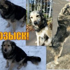 Подробнее об объявлении «Пропала собака прошу помогите распространить Домодедово» Фото: пропала собака  «Пропала собака прошу помогите распространить...» в г. Домодедово